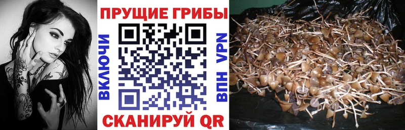 Галлюциногенные грибы Psilocybine cubensis  Гаврилов Посад 